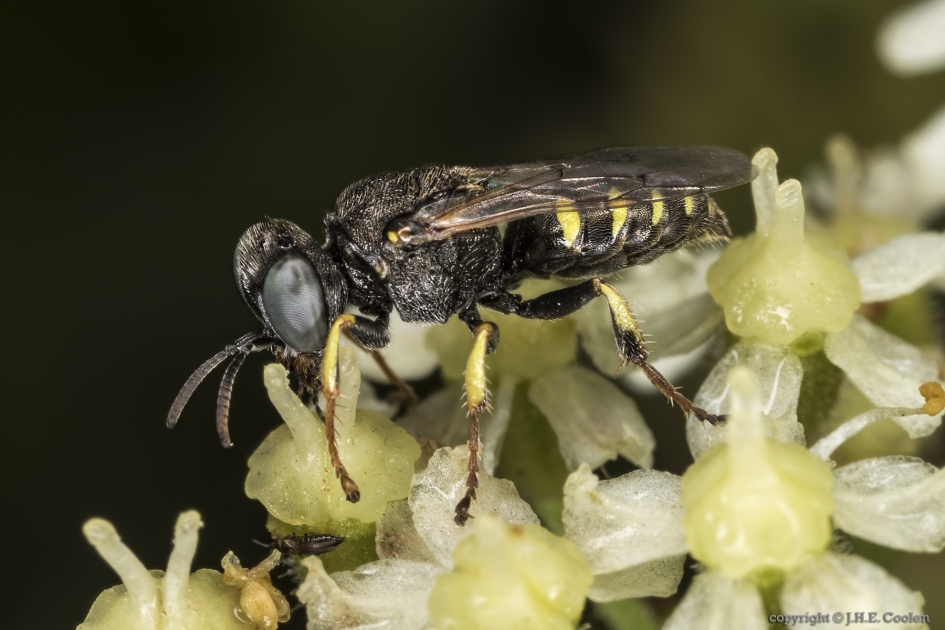Kegelbijtje (Megachilidae) - Geleedpotigen - Kegelbijtje