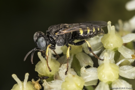 Kegelbijtje (Megachilidae)
