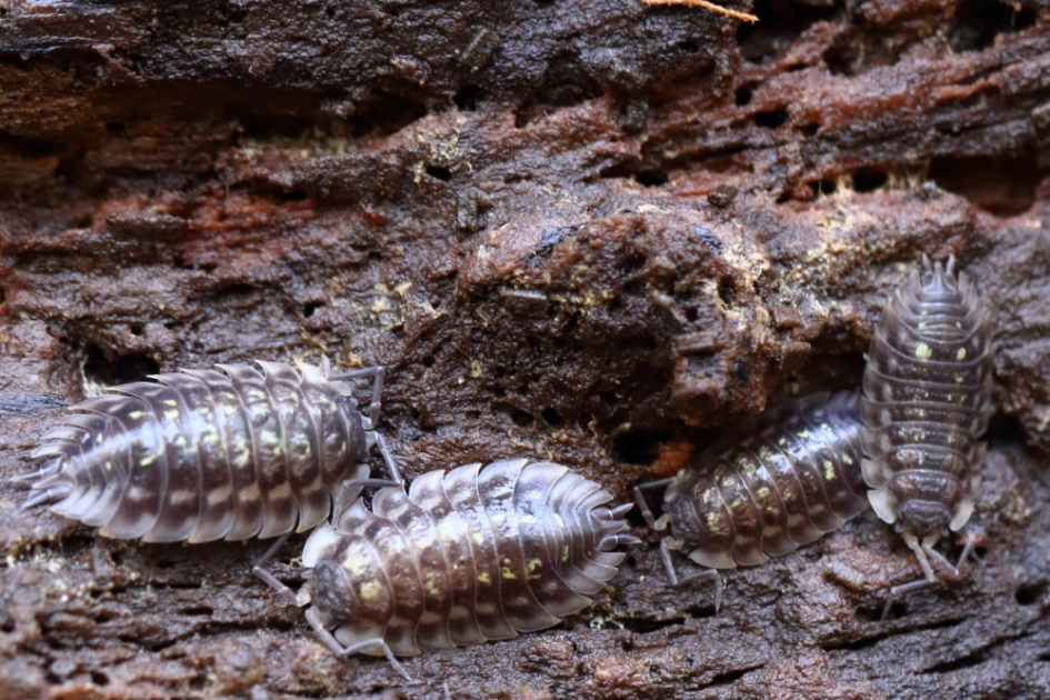 kelderpissebedden - Geleedpotigen - kelderpissebed