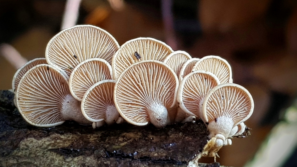 Kleine kunststukjes. - Schimmels - Dennenschelpzwam