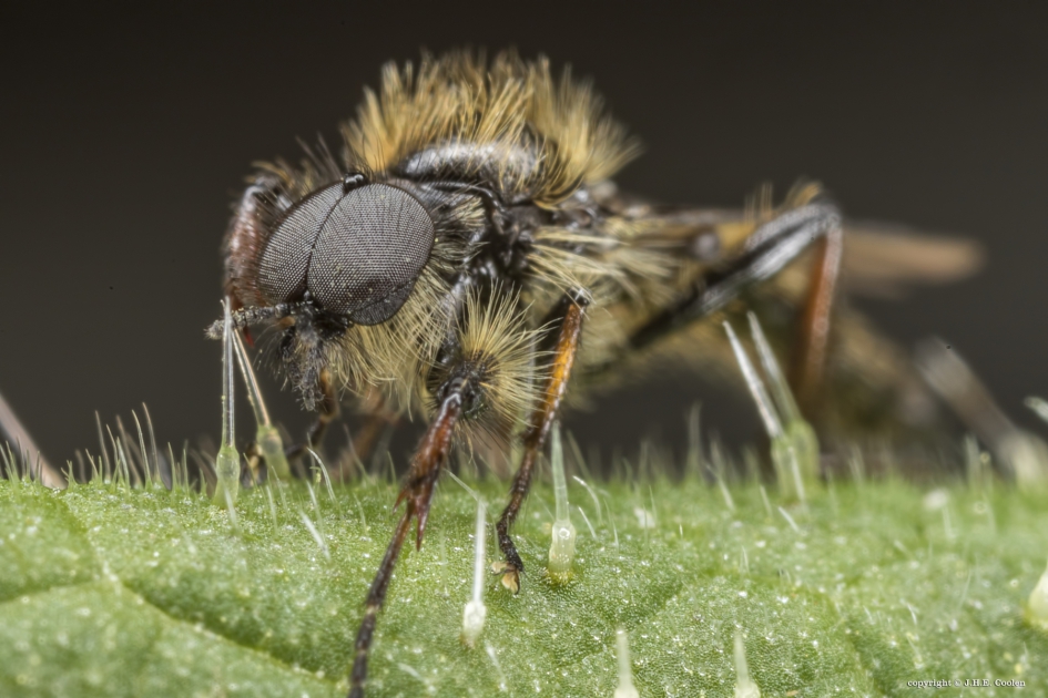 Kleine rouwvlieg (Bibio lanigerus) - Geleedpotigen - Kleine rouwvlieg