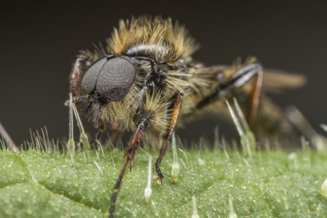 Kleine rouwvlieg (Bibio lanigerus)