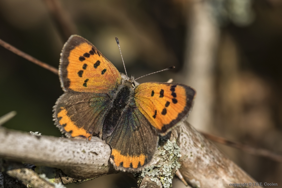Kleine vuurvlinder (Lycaena phlaeas) - Geleedpotigen - kleine vuurvlinder