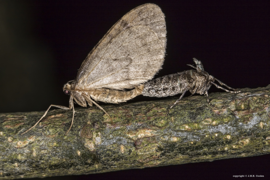 Kleine wintervlinder (Operophtera brumata) - Geleedpotigen - Kleine wintervlinder