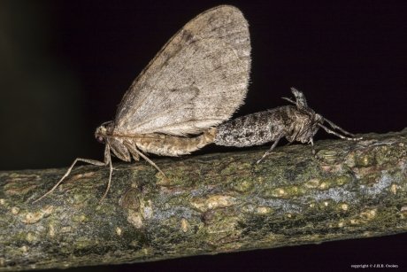 Kleine wintervlinder (Operophtera brumata)