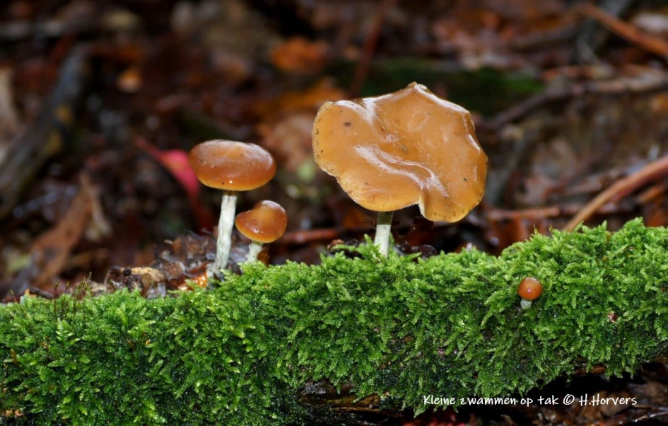 Kleine zwammen op tak - Schimmels - zwammen
