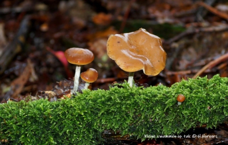 Kleine zwammen op tak