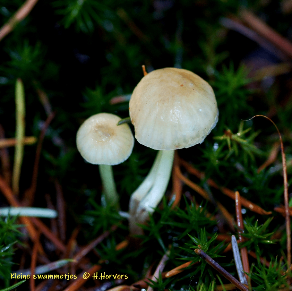 Kleine zwammetjes - Schimmels - Kleine zwammetjes