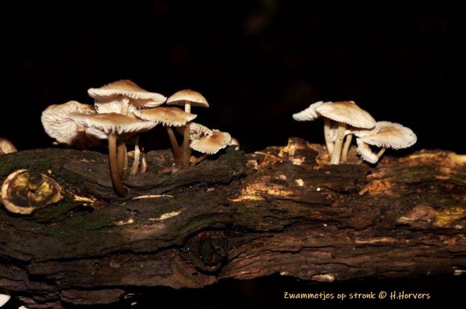 Kleine zwammetjes op stronk - Schimmels - zwammen