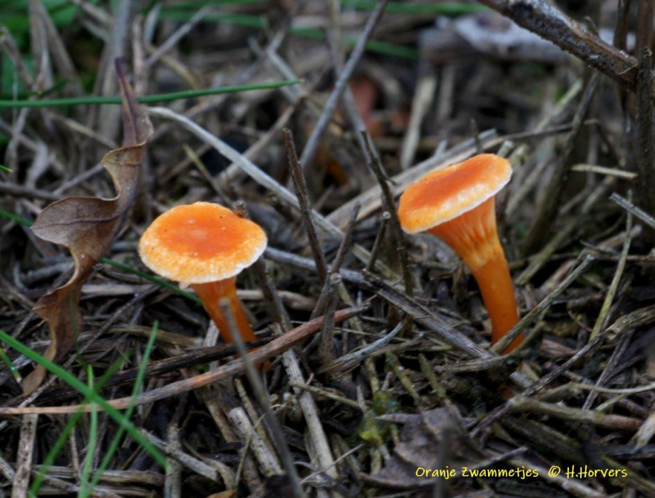 Kleintjes - Schimmels - oranje zwammetjes