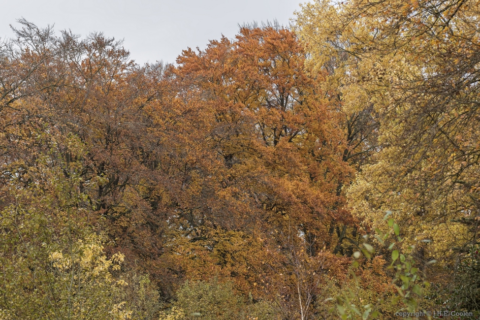 Kleurrijk.... - Weer en landschap - 
