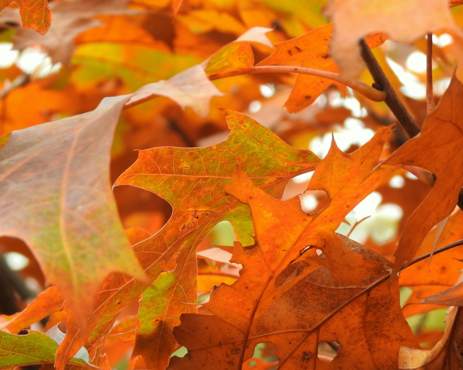 Kleurrijke herfst - Planten - 