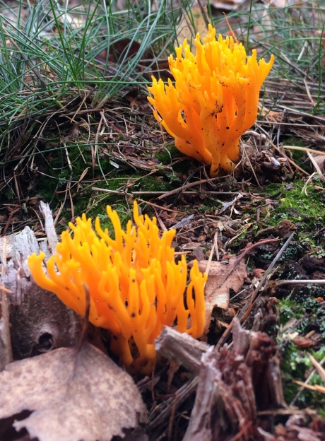 Kleverig Koraalzwammetje