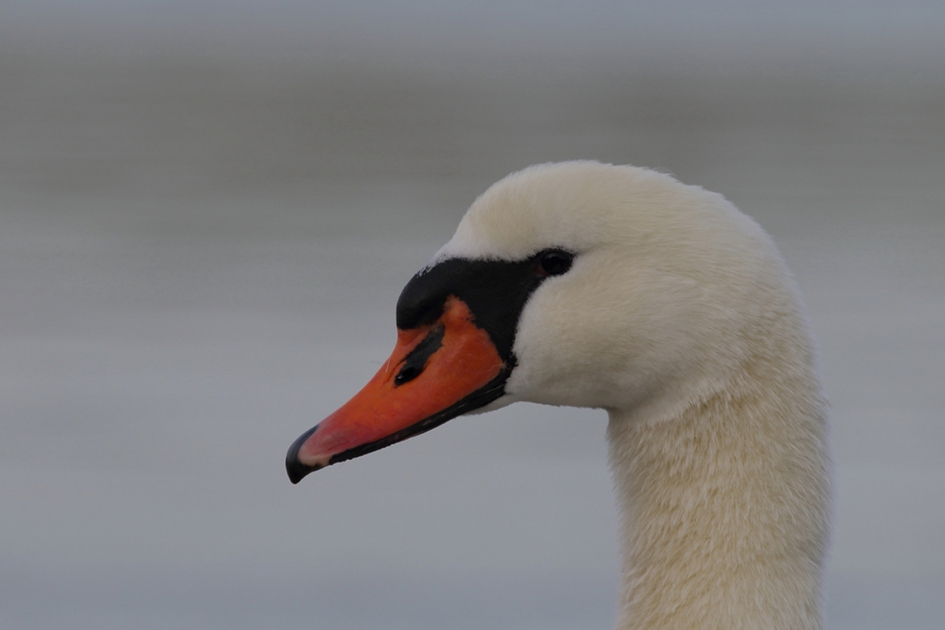 knobbelzwaan -v- - Vogels - knobbelzwaan