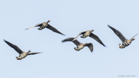 Kolganzen (Anser albifrons)