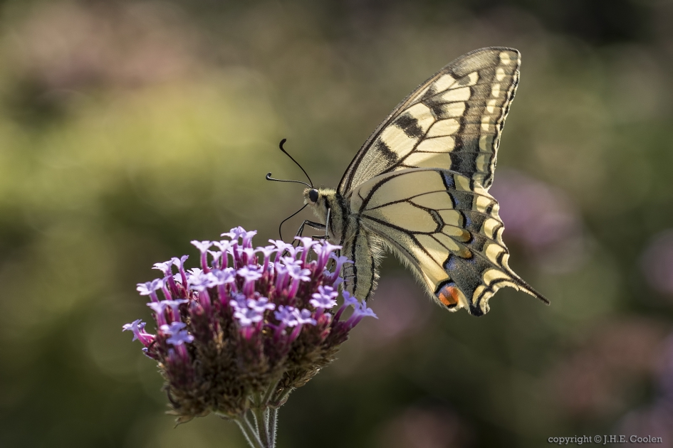 Koninginnenpage (Papilio machaon) - Geleedpotigen - Koninginnenpage