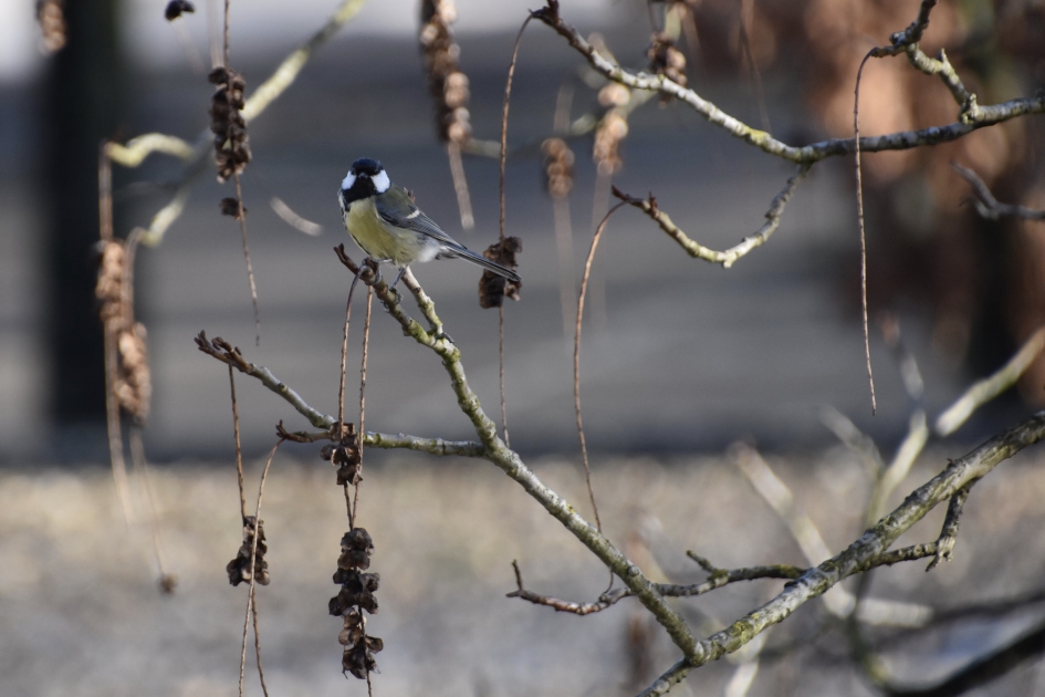 Koolmees - Vogels - 