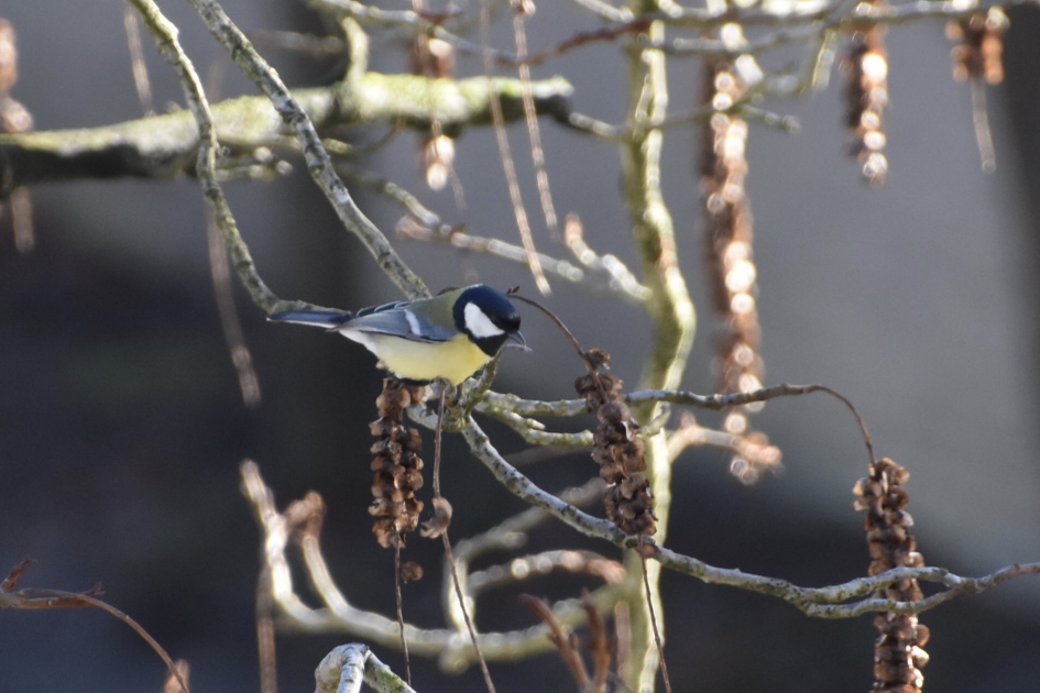Koolmees in de vleugelnoot - Vogels - 