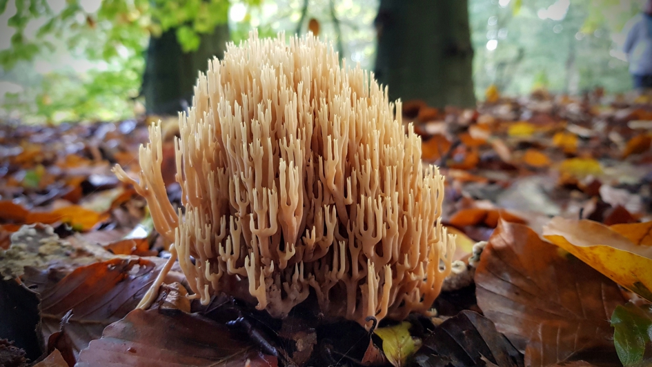 Koraal boven water. - Schimmels - Rechtstaande koraalzwam