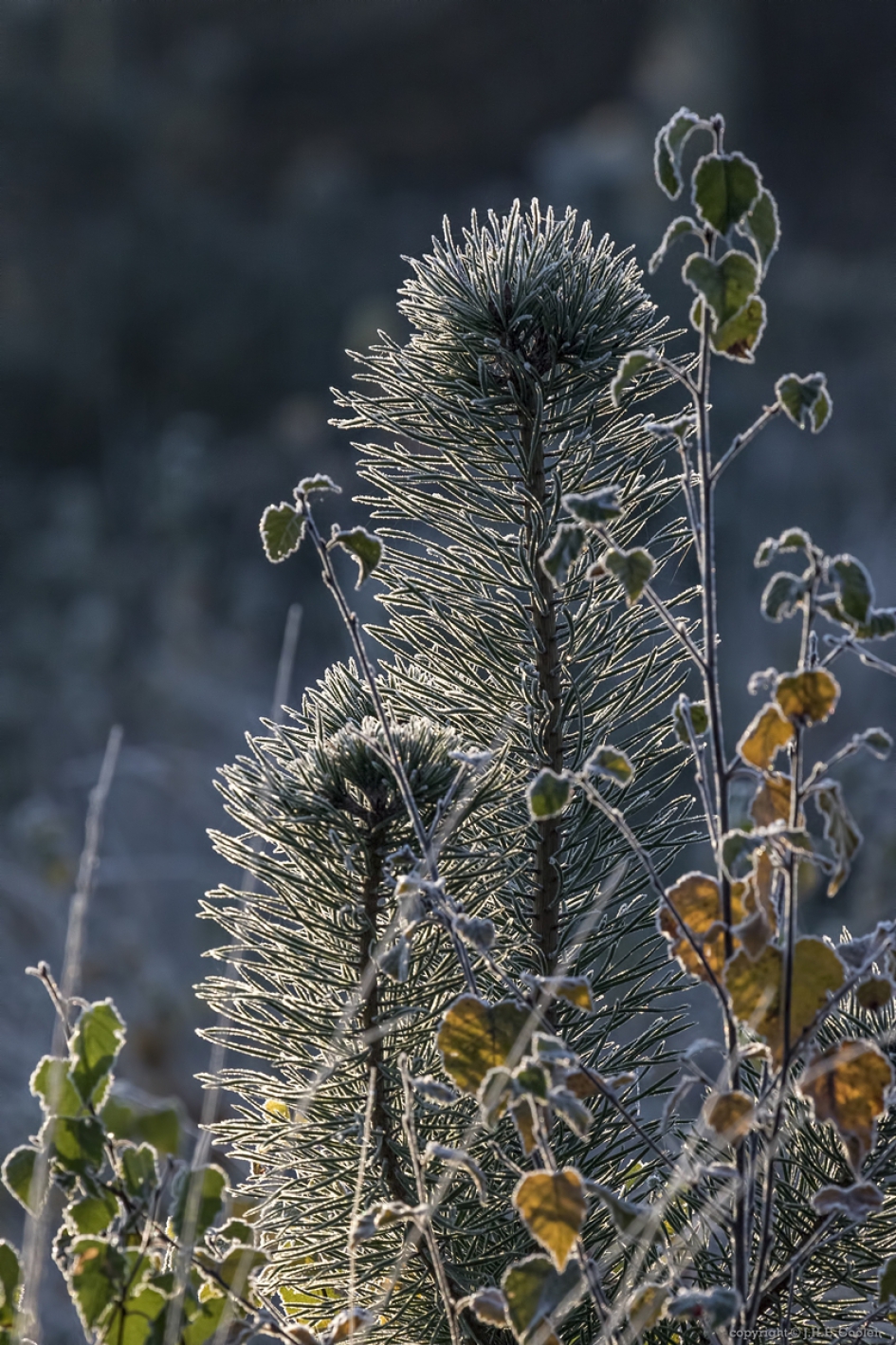 Koude start.... - Weer en landschap - 