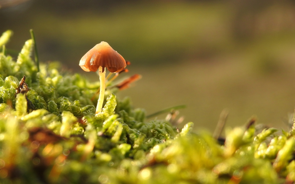 Laag in het mos - Schimmels - Wasplaatje