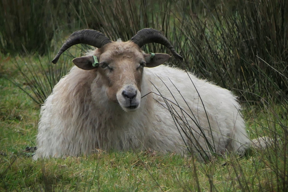 Laat mij maar even liggen..... - Geleedpotigen - Drents heideschaap.