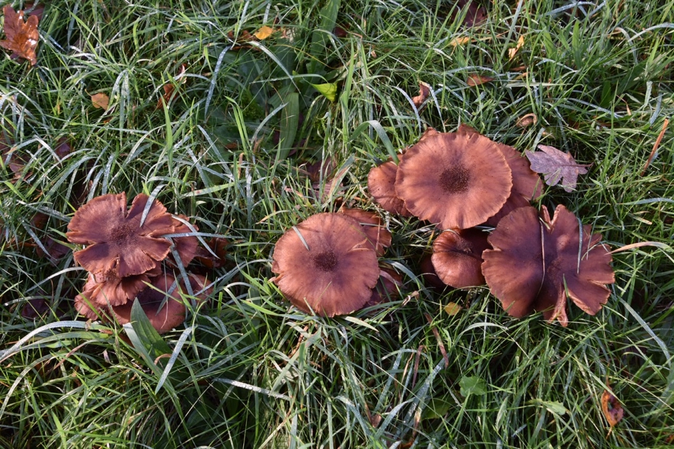 Laatste paddenstoelen - Schimmels - 
