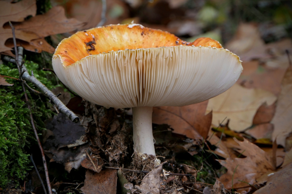 Lamellenfestival. - Schimmels - Vliegenzwam