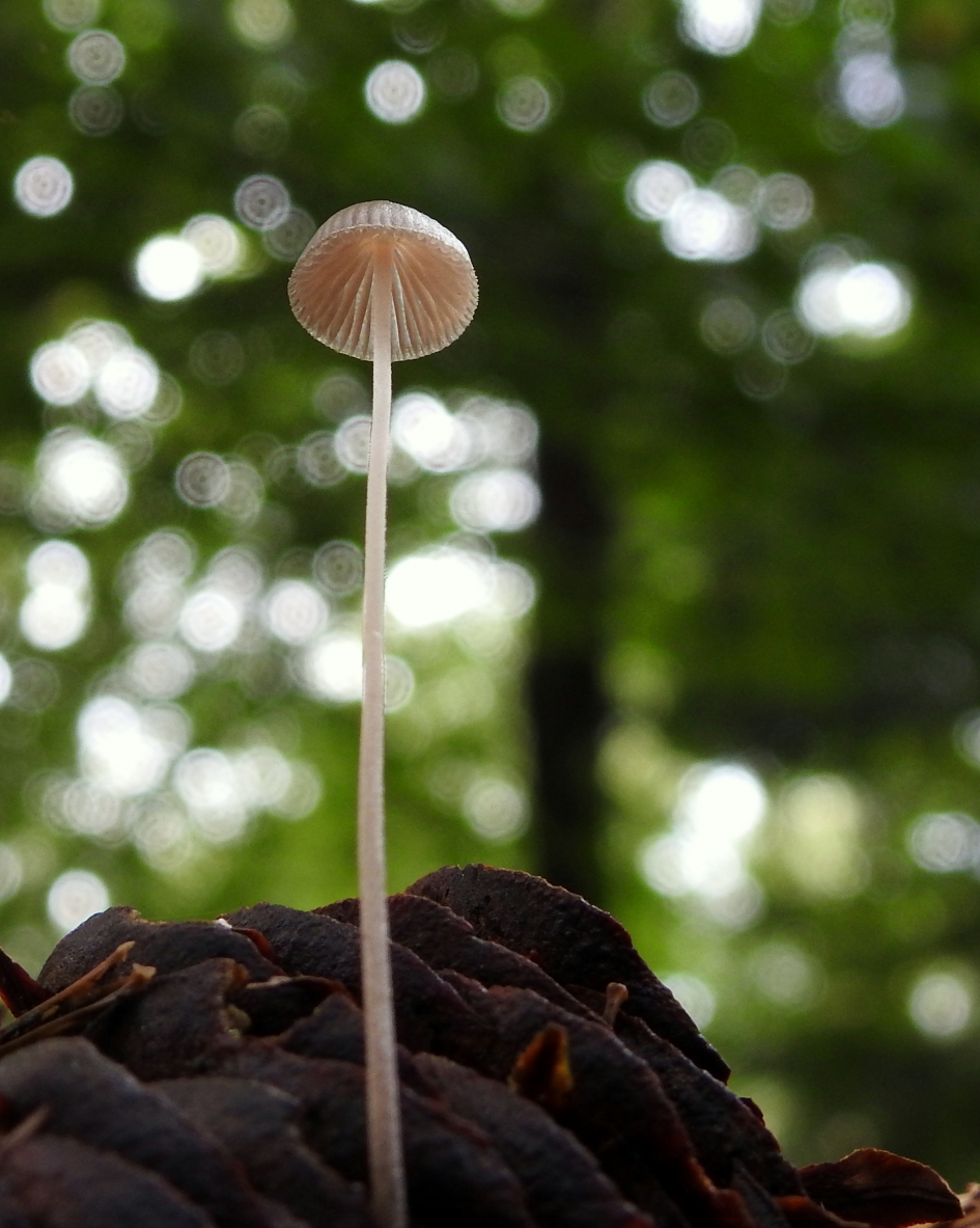 Lange Jan - Schimmels - Mycena