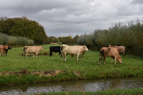 Langs de Langbroekerwetering