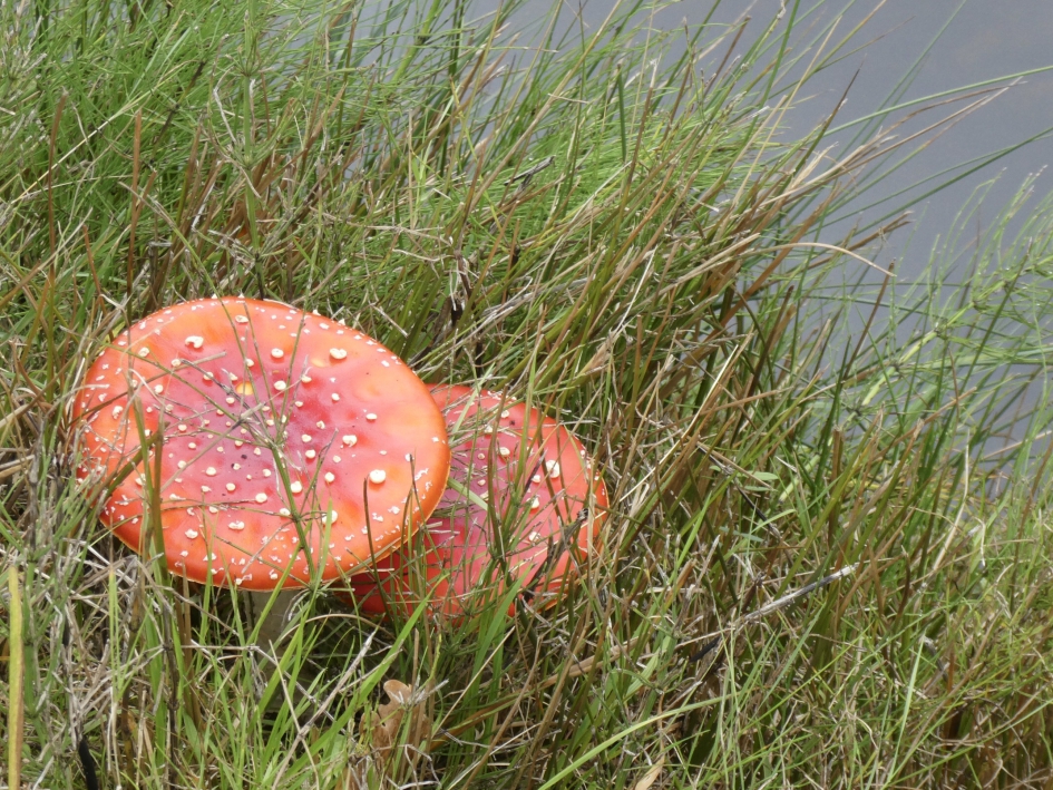 Langs de sloot - Schimmels - 