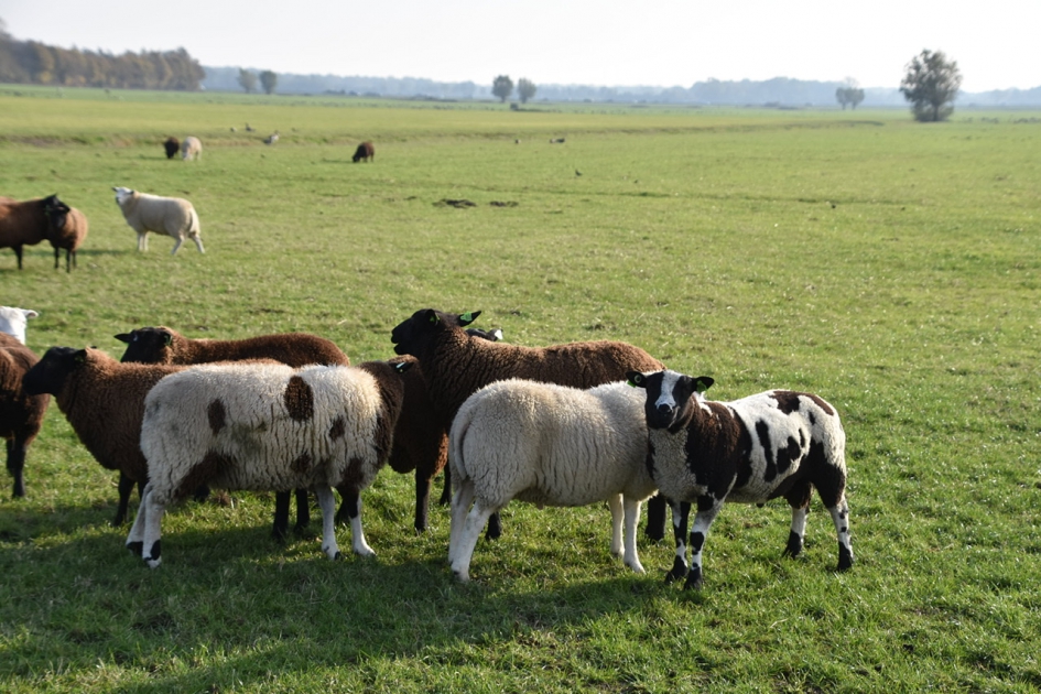 Lekker in het zonnetje - Zoogdieren - 