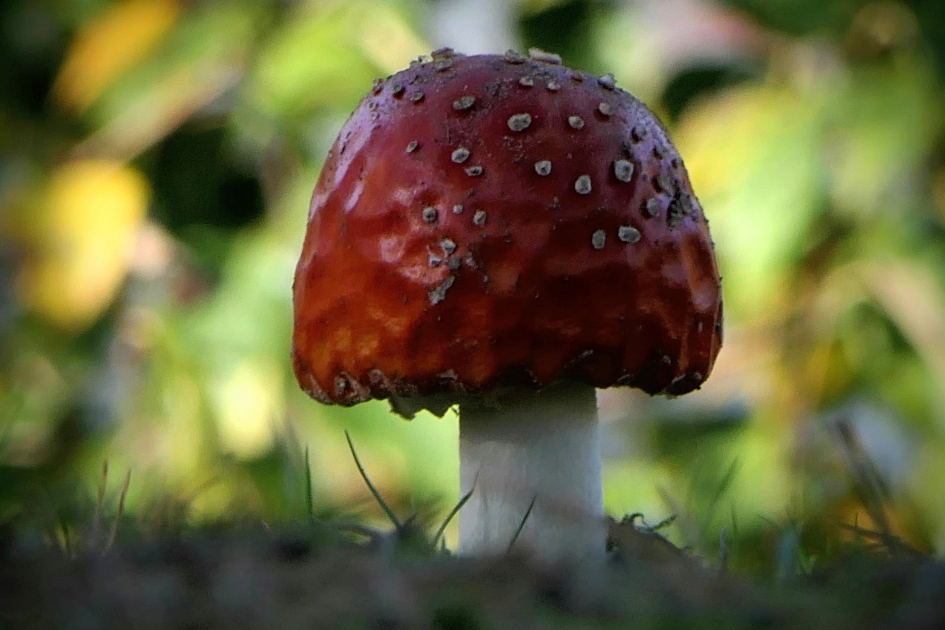 Lieveke. - Schimmels - Vliegenzwam