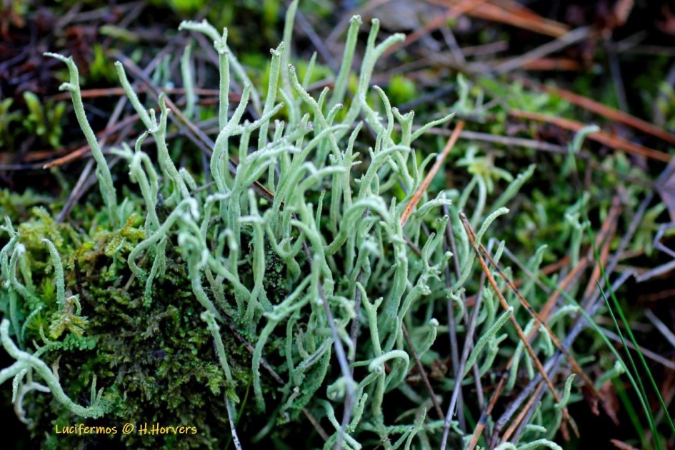 Lucifermos ? - Planten - Lucifermos