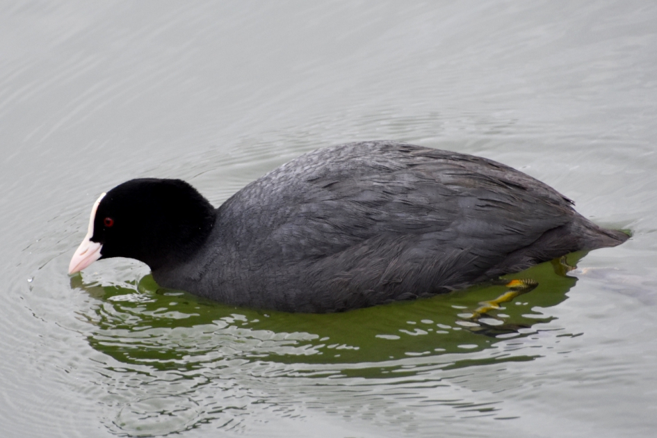 Meerkoet - Vogels - 