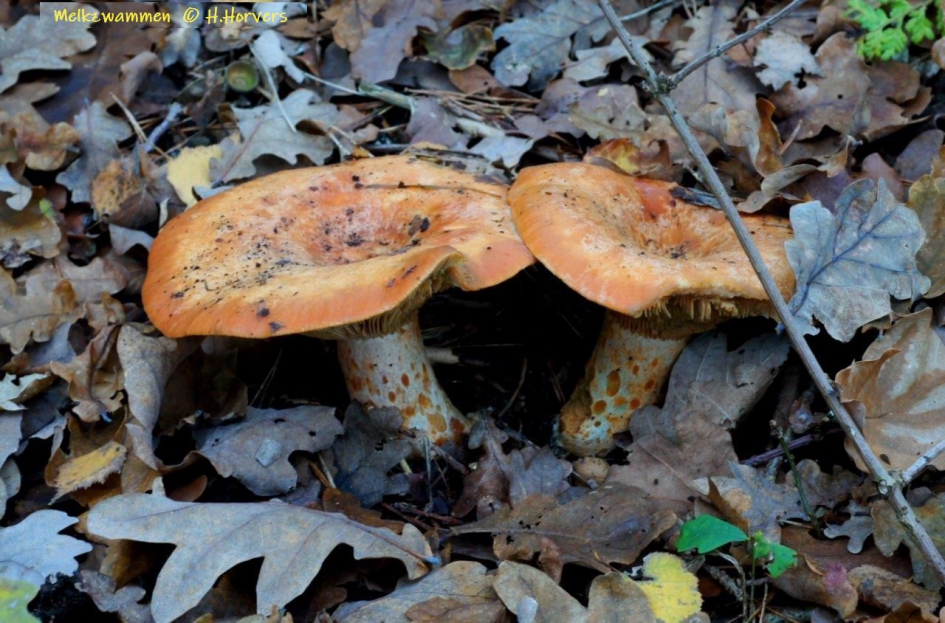 Melkzwammen - Schimmels - Melkzwammen