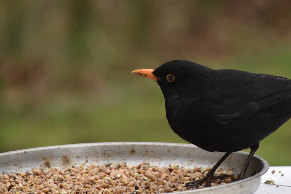 Merel - Vogels - 
