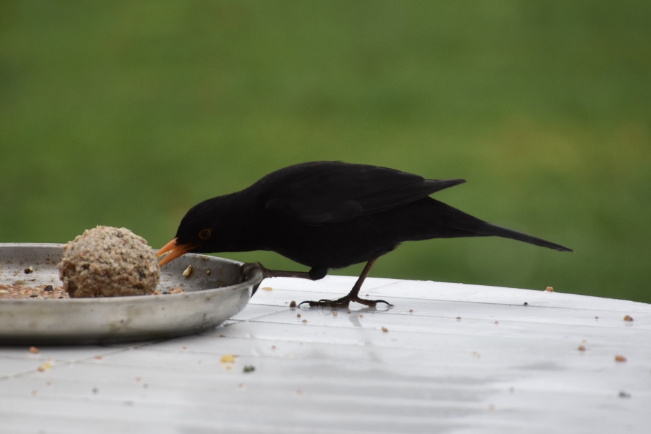 Merel - Vogels - 