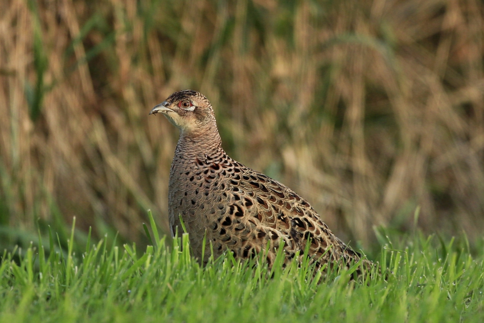 Mevrouw Fazant - Vogels - Fazant