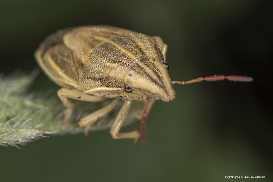Mijterschildwants (Aelia acuminata) - Geleedpotigen - Mijterschildwants