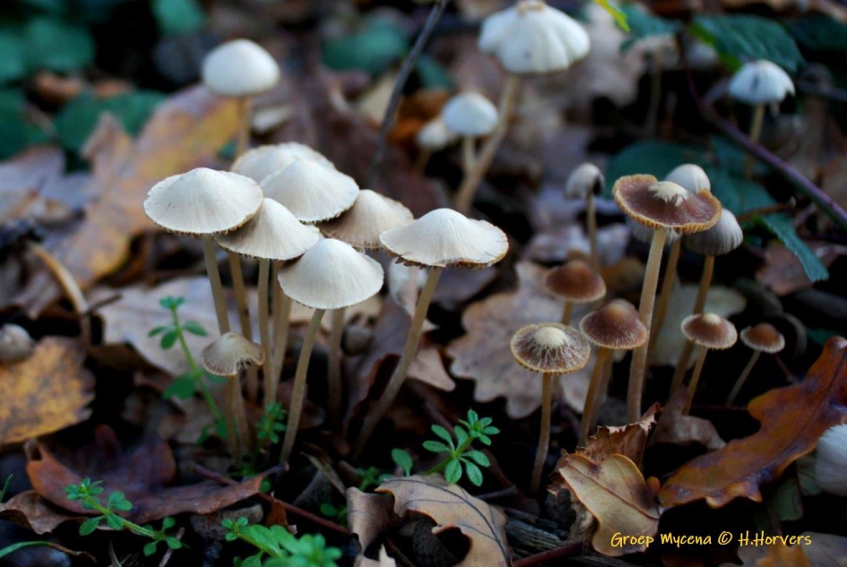 mooi groepje Mycena - Schimmels - 
