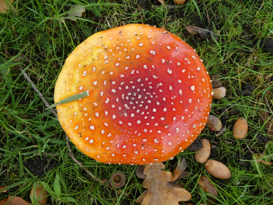 Mooie hoed - Schimmels - 