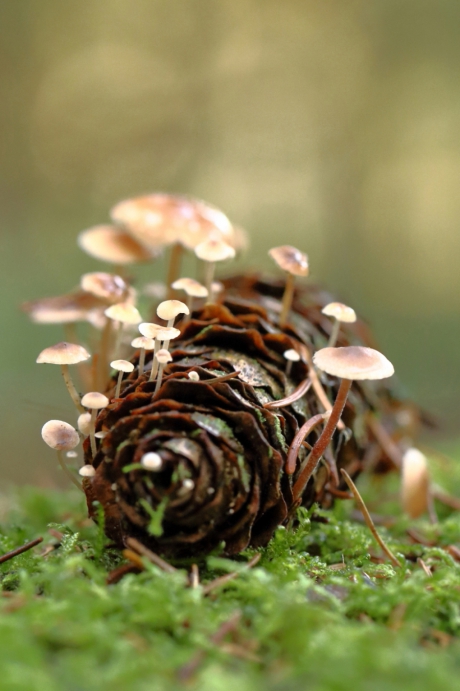 muizenstaartzwammetjes