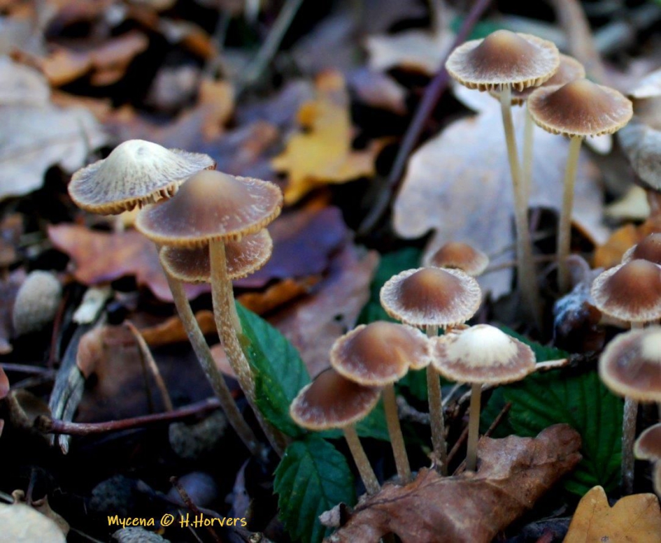 Mycena - Schimmels - 