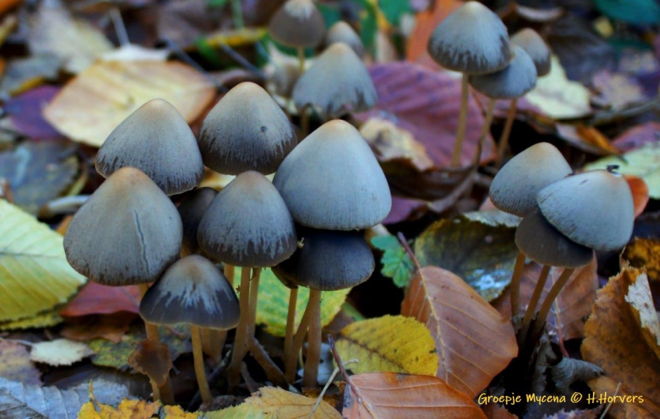 Mycena - Schimmels - 