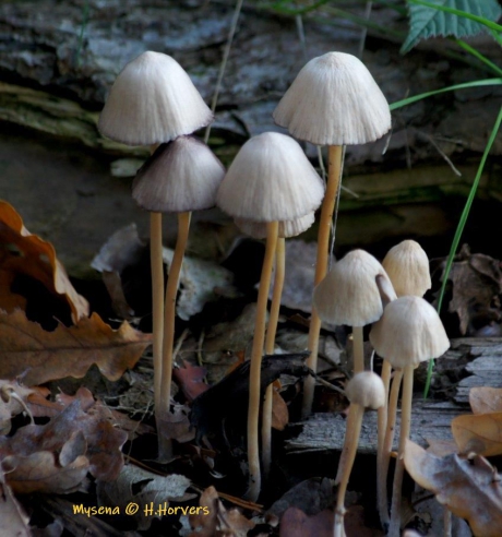 Mycena s