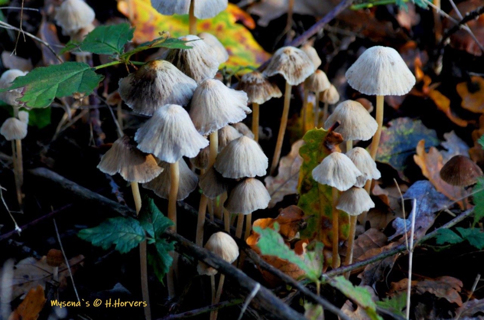 Mycena s - Schimmels - Mycena`s