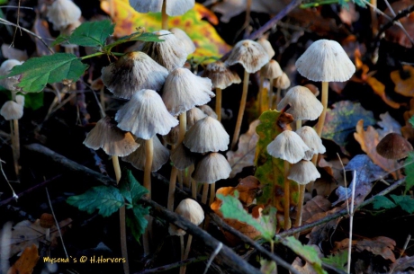 Mycena s