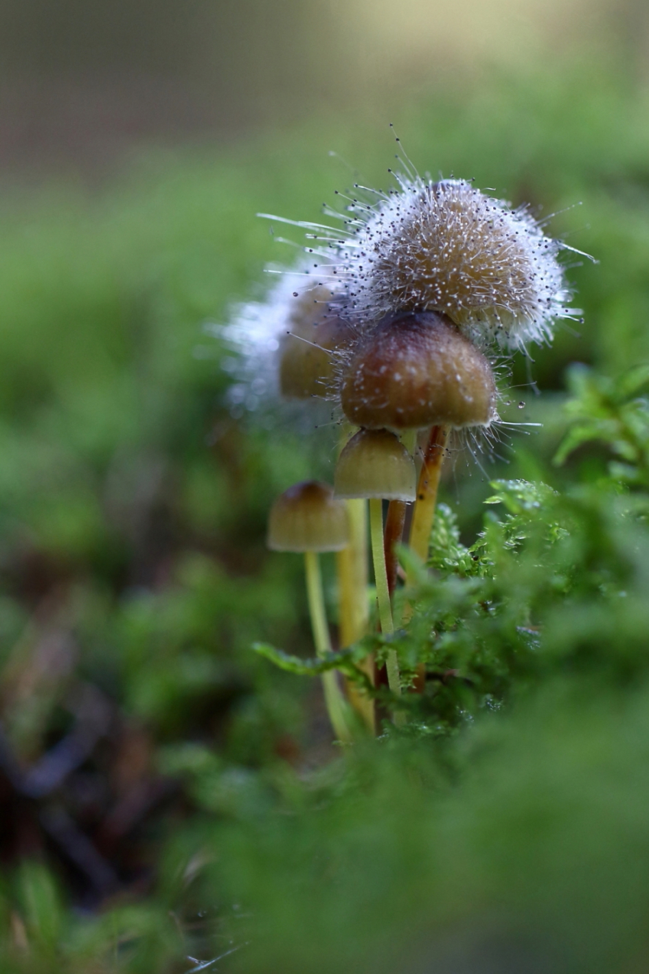 mycenaparaciet - Schimmels - mycenaparasiet