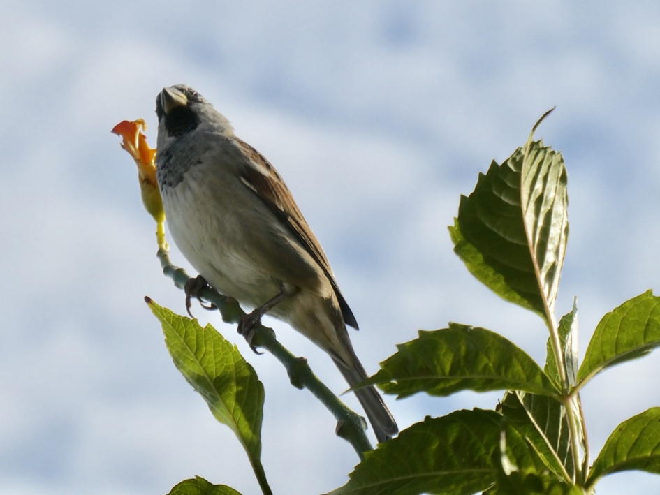 Mus - Vogels - 